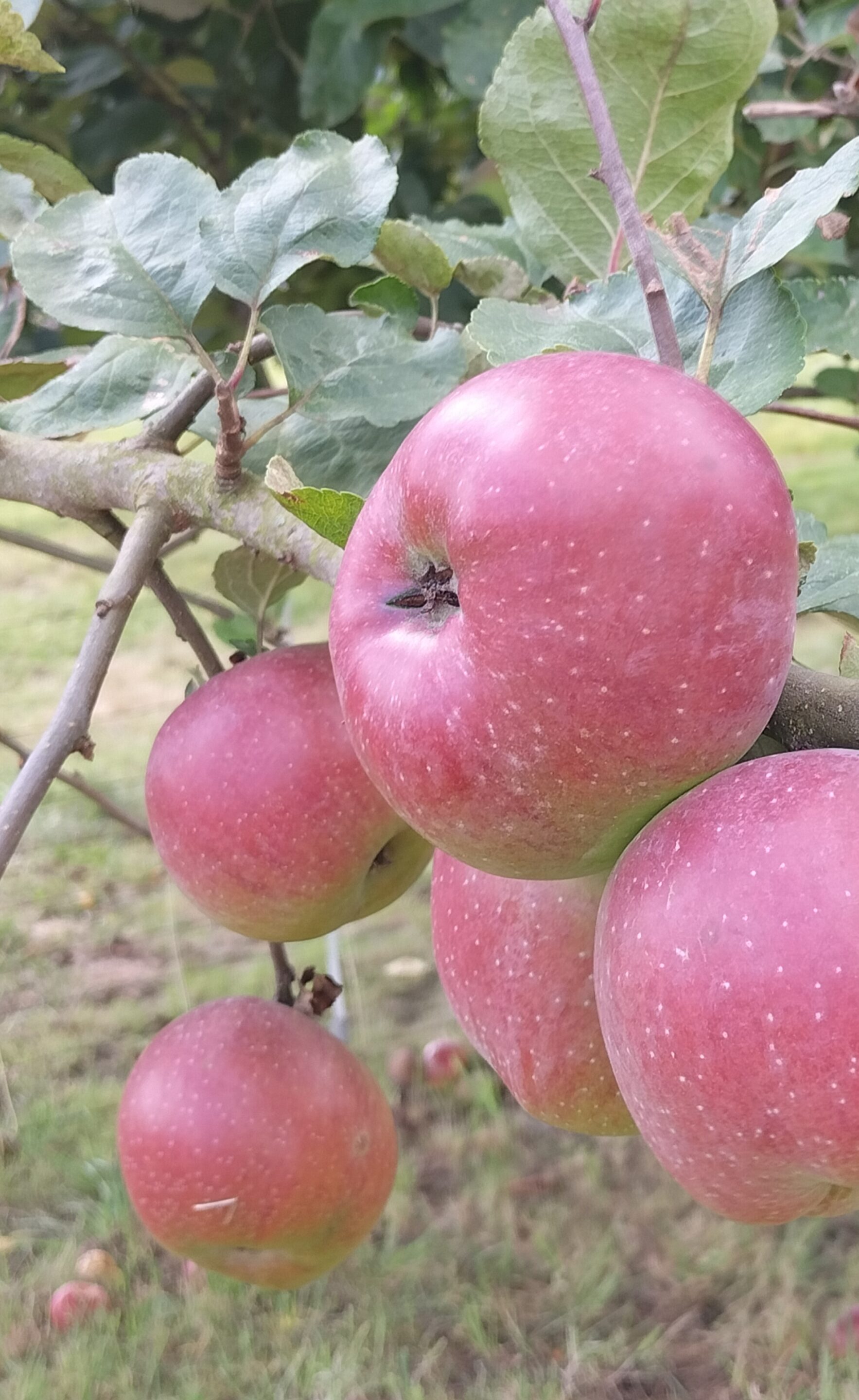 Ganzheitliche Ernährungs­beratung & Gesundheits­beratung